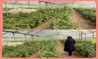   آغاز روند صادرات محصولات صیفی از گلخانه‌های پیشوا به کشور روسیه